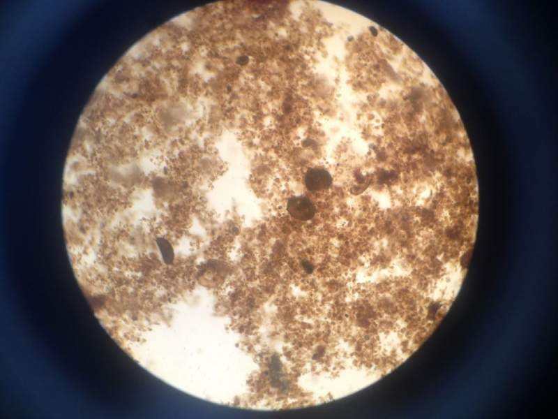 工業(yè)葡萄糖提高污泥養(yǎng)分